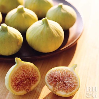 10 เมล็ด เมล็ดมะเดื่อฝรั่ง Figs สายพันธุ์ Desert King มะเดื่อฝรั่ง หรือ ลูกฟิก