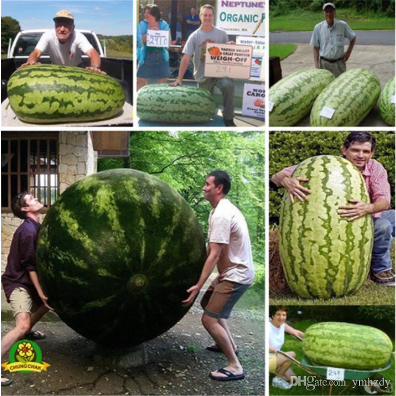 เมล็ดพันธุ์ แตงโมยักษ์ Giant Watermelon 50 เมล็ด ปลูกง่าย ปลูกได้ทั่วไทย  เมล็ดดอกไม้ พรรณไม้ ต้นไม้ เมล็ดพันธุ์ผัก
