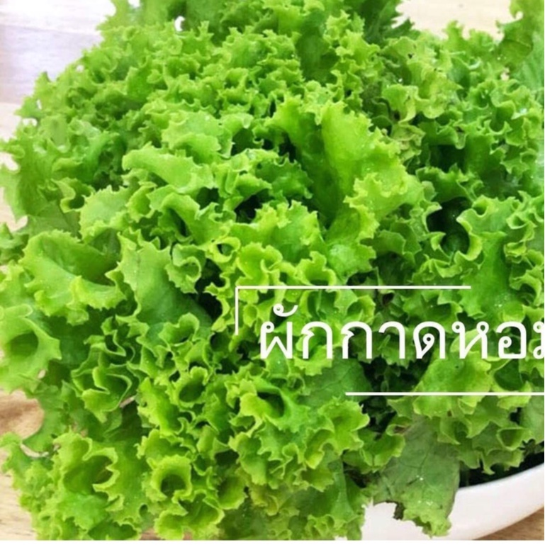 ผักกาดหอม 10แถม1!! ถูกที่สุด10บ. เมล็ดพันธุ์ผักกาดหอม 100 เมล็ด ปลูกง่าย โตเร็ว ทานอร่อย