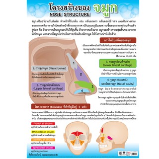 โปสเตอร์เรื่องโครงสร้างจมูก #EQ-135 โปสเตอร์กระดาษอาร์ตมัน สื่อการเรียนรู้