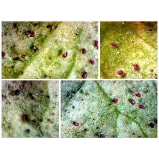 ไพริดาเบน 20% จีด้า กำจัดไรพืช ไรแดง แมงมุมแดง ไรขาว ไรสนิม