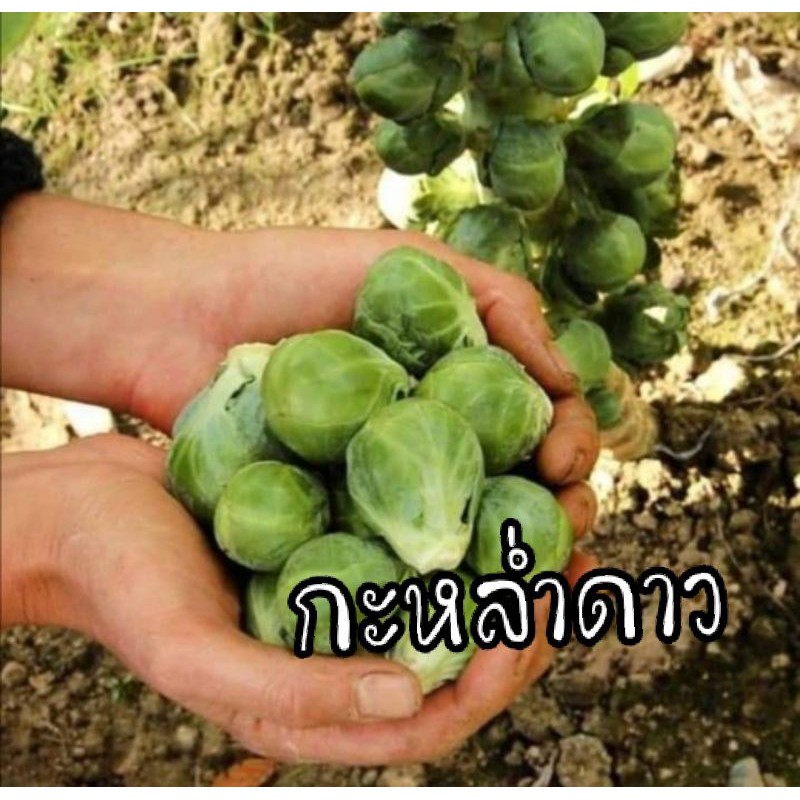 เมล็ดพันธุ์กะหล่ำดาว สั่ง2ชิ้นแถม1ชิ้น