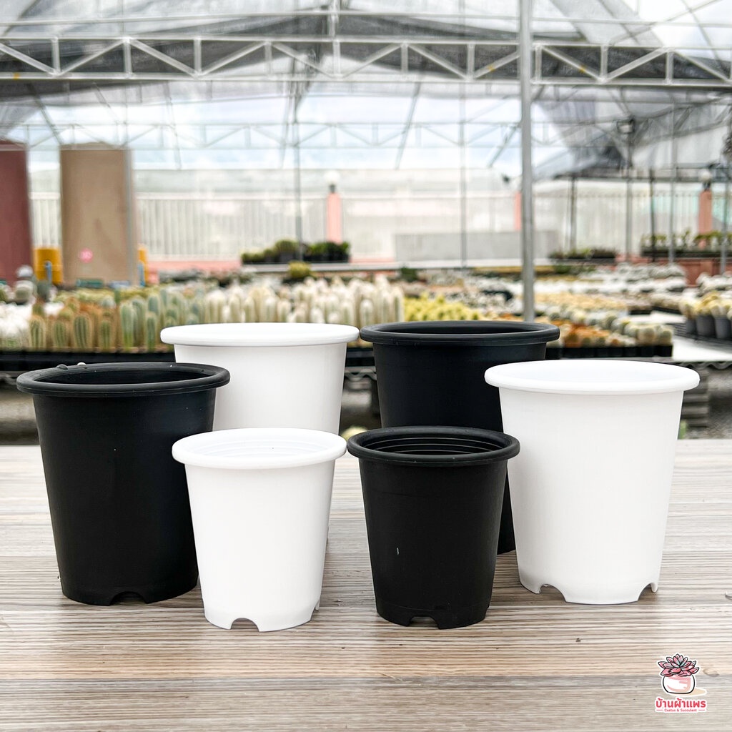 กระถางกลมทรงสูง กระถางพลาสติก แคคตัส กระบองเพชร ไม้อวบน้ำ Cactus&Succulent ราคา ถูกที่สุด ดีลบีเคเค แกลเลอรีภาพที่ 3