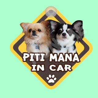 ป้ายติดรถยนต์ C สั่งทำ จุ๊บติดกระจก ติดรถ " DOG IN CAR " ป้ายติดกระจก ป้าย สติ๊กเกอร์ จุ๊บ ติดกระจก สติ๊กเกอร์ติดรถ