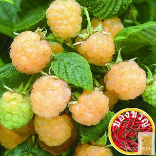 Singapore Ready Stock High Quality Raspberry Fruit Seeds for Planting (1000pcs/bag) Fruits Tree Plants Seeds Indoor Outd