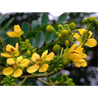 100 เมล็ด เมล็ดพันธุ์ ขี้เหล็ก Siamese senna ขี้เหล็กแก่น ขี้เหล็กบ้าน ขี้เหล็กหลวง ขี้เหล็กใหญ่ ขี้เหล็กเผือก ผักจี้ลี้