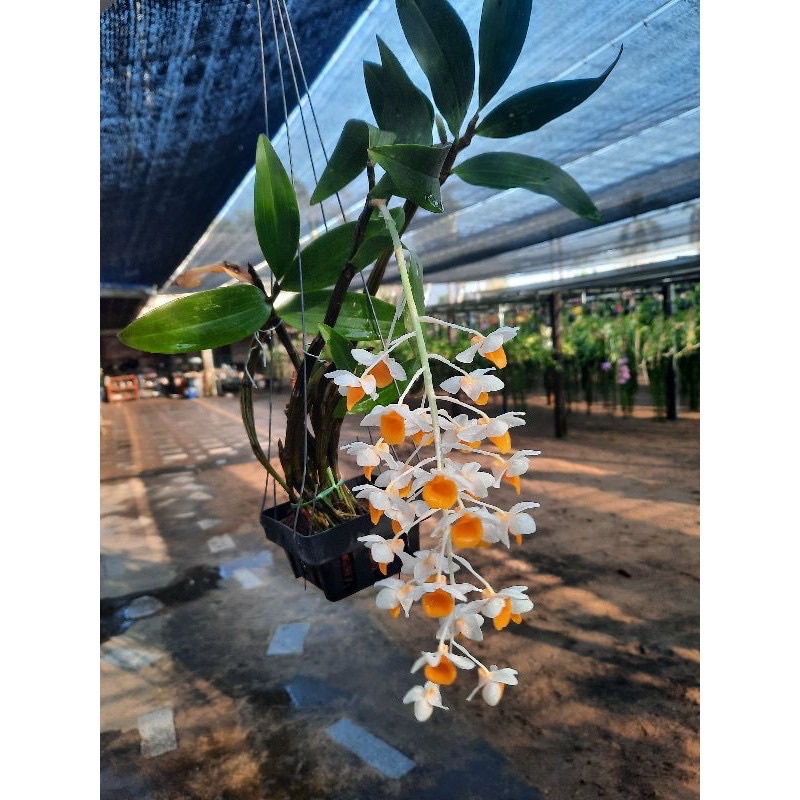 กล้วยไม้เอื้องม่อนไข่ Dendrobium densiflorum Orchidaceae