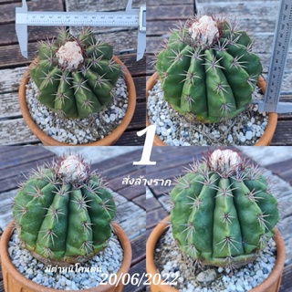 เมโลไม้เมล็ด melocactus