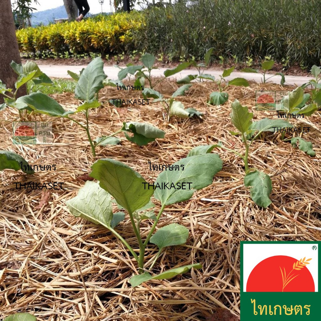 เมล็ดผัก เจียไต๋ เมล็ดพันธุ์ ผักซอง ผักบุ้ง ผักกาดขาว คะน้า กะเพรา คื่นช่าย ผักชี แตงกวา พริก ถั่ว ราคา ถูกที่สุด ดีลบีเคเค แกลเลอรีภาพที่ 6