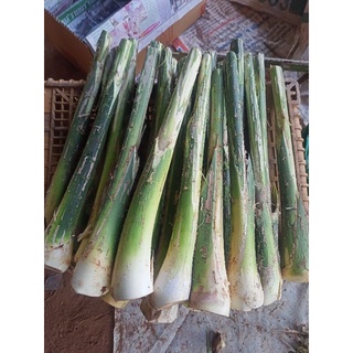 หวายสดภูพาน(แบบหน่อ35หน่อ)