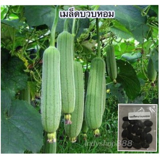 เมล็ดพันธุ์ บวบหอม เมล็ดบวบหอม 40 เมล็ด [10 แถม 1 คละได้]