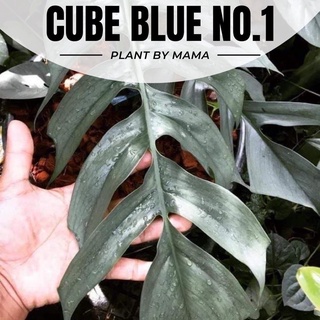 Plant By Mama | อิพิบลู | เซบูบลู | Cube Blue No.1