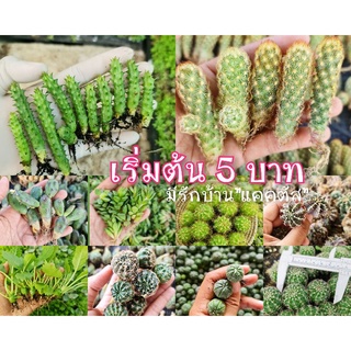 หน่อเด็ดสด หน่อแคคตัส 🌵หน่อกระบองเพชร กระบองเพชร 5 บาท แคคตัส กระบองเพชร หน่อแคคตัสมีราก