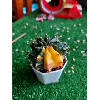 🌵(G11)ยิมโนด่าง เเคสตัสสีสวย🌵