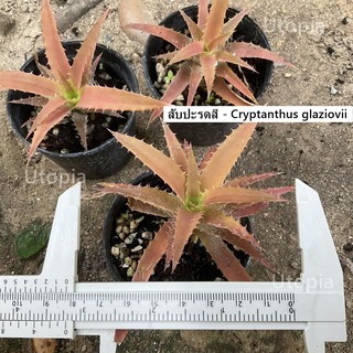 สับปะรดสี - Cryptanthus glaziovii