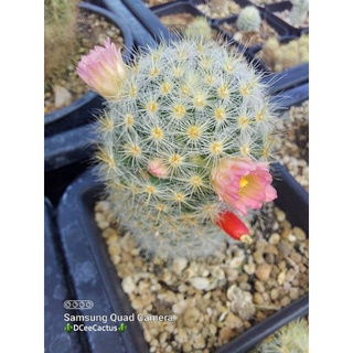 Mammillaria Proliferaดอกชมพู