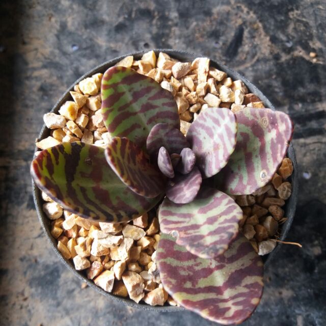กุหลาบลายเสือ ต้นกุหลาบหิน succulent