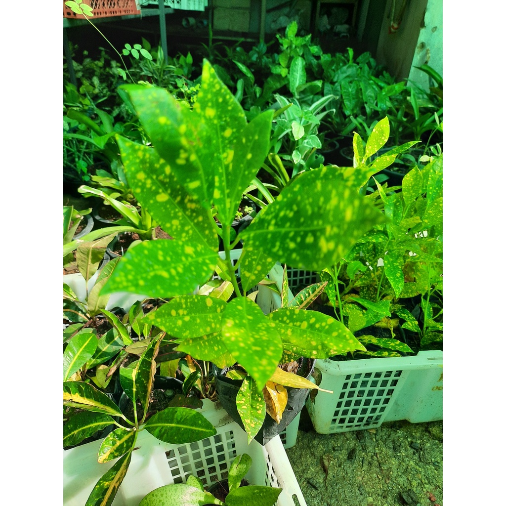 ต้นโกสน โกสนใบส้ม สีส้ม   ในถุงดำพร้อมปลูก 25 บาท