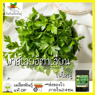 เมล็ดพันธุ์ พาสเลย์อิตาเลี่ยนใบใหญ่ 500เมล็ด Flat Leaf Italian Parsley Seed เมล็ดพันธุ์แท้100% นำเข้าจากต่างประเทศ ถูกดี