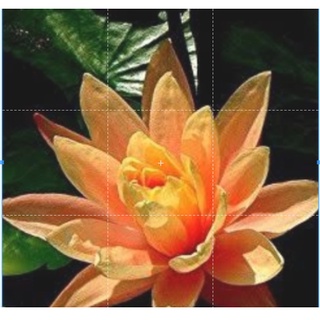 เมล็ดบัว สีส้ม 8 เมล็ด นำเข้าจากต่างประเทศ เมล็ดสดใหม่ สินค้ามีพร้อมส่ง