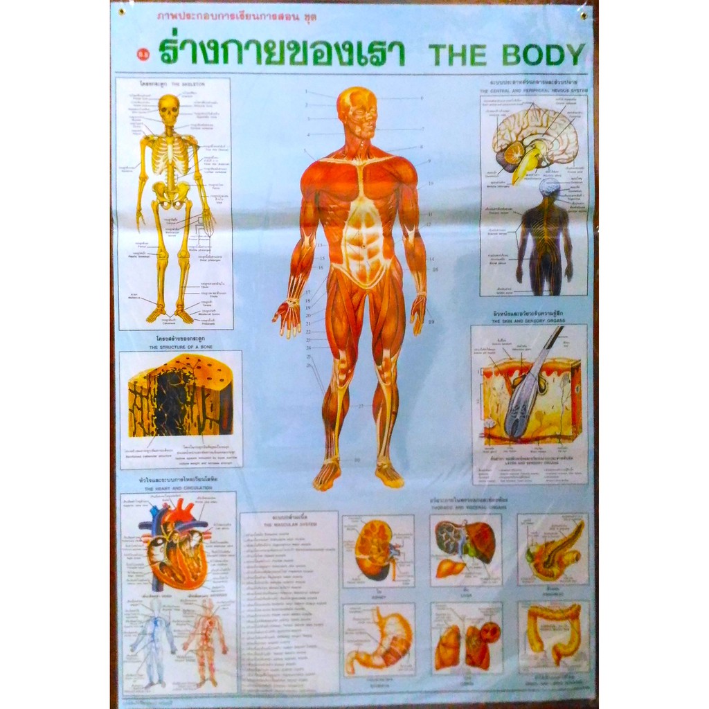 โปสเตอร์ ร่างกายของเรา The Body