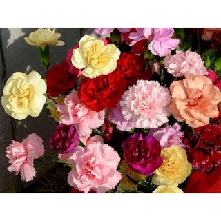 เมล็ดพันธุ์ ดอกคาร์เนชั่น คละสี (Carnation Mix) บรรจุ 50 เมล็ด