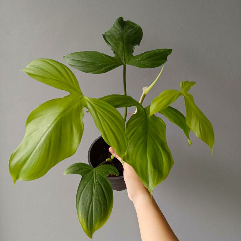 ฟิโลหน้าหมี/Philodendron Camposportoanum