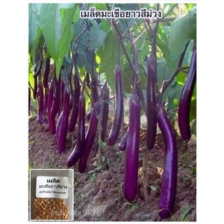 มะเขือยาวสีม่วง 50 เมล็ด[ 10 เเถม 1 คละได้ ]