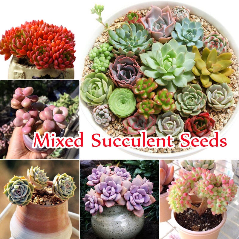 Mixed Colour Succulent Seeds 100ชิ้น/แพ็ค เมล็ดบอนสี เมล็ดแคคตัส ต้นไม้มงคลจิ๋ว ต้นไม้ฟอกอากาศ เมล็ดไม้อวบน้ำ