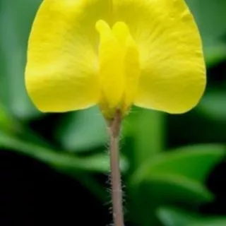 เมล็ดพันธุ์ถั่วบราซิล [500 เมล็ด] ตกแแต่งสวน สนามหญ้า พืชคลุมดิน