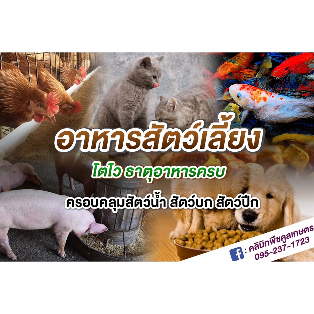 จำหน่าย อาหารสัตว์ สุนัข แมว ปลากินพืช ปลาสวยงาม กบ เป็ด หมู ไก่เนื้อ ไก่ไข่ สอบถาม คูลเกษตร KK1