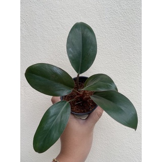 ฟิโลเดนดรอน Philodendron ฟิโลเรดคองโก (Red Congo Philo) ฟีโลทอง (Golden Philodendron) ฟิโลมูลไลท์ ไม้เรื้อยวางในร่มได้