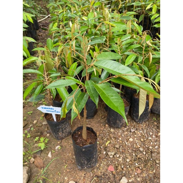 🌲ต้นทุเรียนหมอนทอง🌲ทรงกิ่ง กระโดง ถุงเล็ก🌲