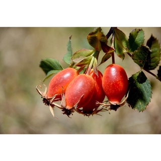 โรสฮิป กุหลาบป่า (Rosehip) เมล็ดพันธ์ุ ไม้ดอก ไม้ประดับ