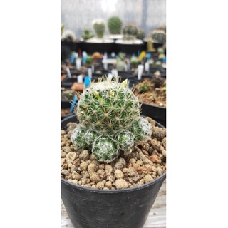 แมม ดูไว Mammillaria duwei