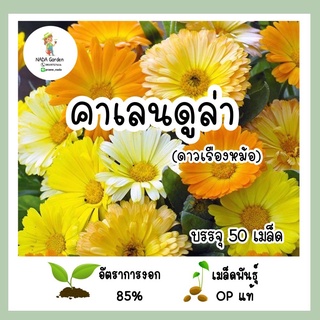 เมล็ดพันธุ์ คาเลนดูล่า 50เมล็ด เมล็ดพันธุ์OPแท้ อัตราการงอกสูง 🌱