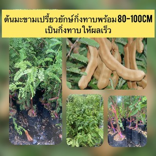 ต้นมะขามเปรี้ยวยักษ์ กิ่งทาบพร้อม 80-100cm เป็นกิ่งทาบให้ผลเร็ว