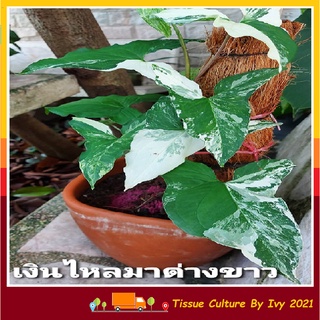 ต้นเงินไหลมาด่างขาว  Syngonium podophyllum Schott ไม้มงคล ลายสวย