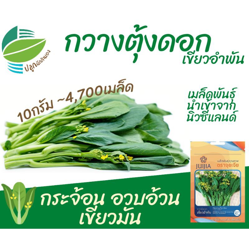 กวางตุ้งดอก (Flowering Pak Choy)​ กระจ้อน