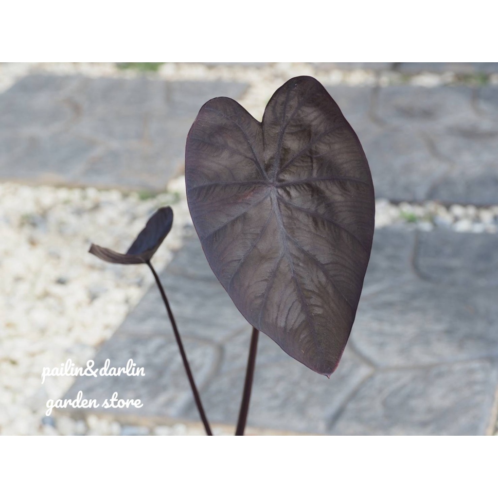 colocasia black ripple บอนดำแบล็คริปเปิ้ล ขอดูรูปเพิ่มเติม ได้ครับ