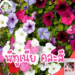 เมล็ดพันธุ์ ดอกพีทูเนีย คละสี 500 เมล็ด Mixed Petunia Flower เมล็ดพันธุ์แท้ นำเข้าจากต่างประเทศ ปลูกง่าย ไม่กลายพันธุ์