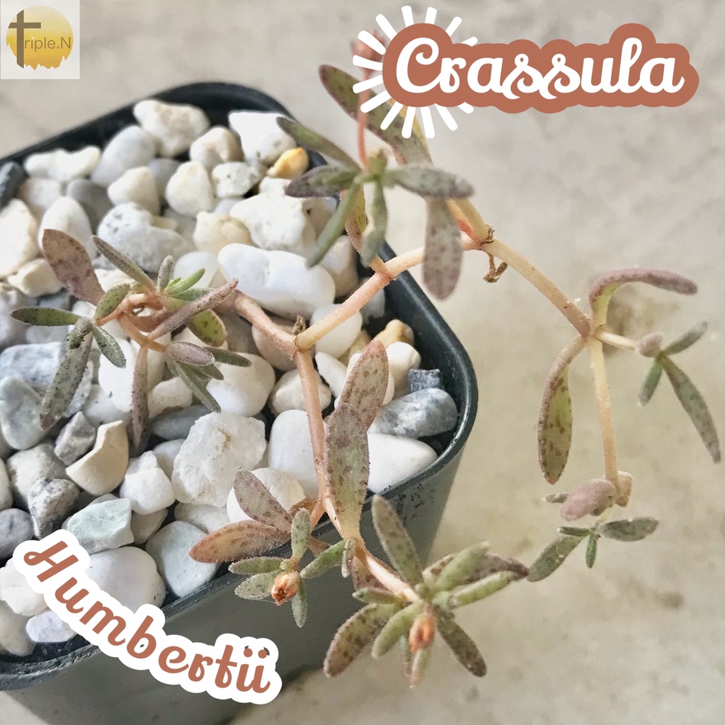 [คราสซูล่าฮัมเบอร์ติอาย] Crassula Humbertii ส่งพร้อมกระถาง แคคตัส Cactus Succulent Haworthia ไม้อวบน้ำ พืชอวบน้ำ หนาม