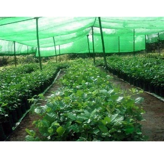 ตาข่ายกรองแสง สแลน ผ้าสแลนกันแดด Sun Shade Net50% 80%
