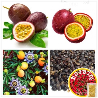 10จากPcsPassion Fruit Seed หายาก Flower Factory Passionflower สร้อยข้อมือเมล็ดพันธุ์ผัก/ดอกทานตะวัน/ดอกไม้/เสื้อ/ผักชี/ห