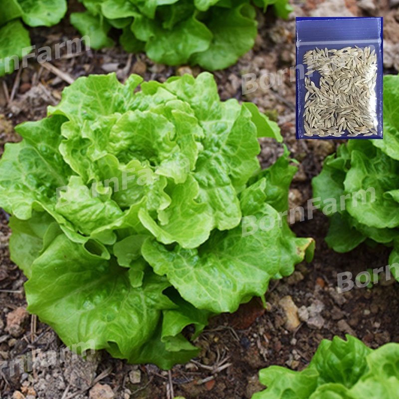 เมล็ดผักสลัดอิตาลี เมล็ดผักกาดหอมอิตาลี 400เมล็ด เมล็ดผักกาดหอม (Lettuce Seeds)