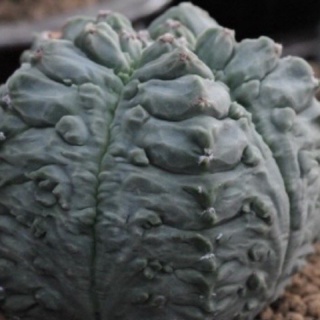 Astrophytum myriostigma cv. Yoroi 20เมล็ด.-149