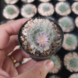 กระบองเพชร แคคตัส (Cactus) แมมขนแมว (Mammillaria Bocasana) จัดส่งทั้งกระถาง