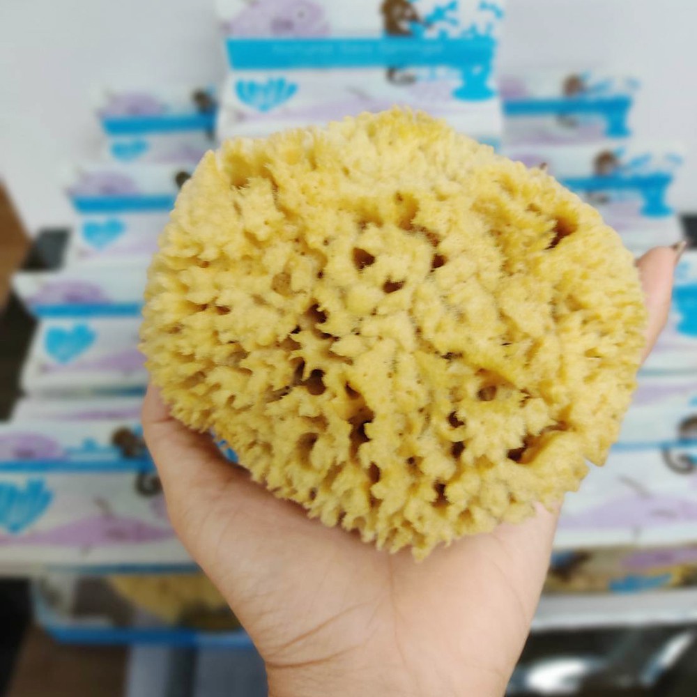 ฟองน้ำธรรมชาติเด็ก Sea Sponge -XL - babybasketshop - ThaiPick