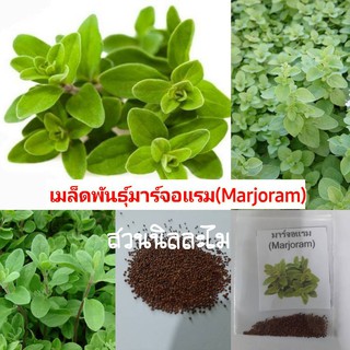 เมล็ดพันธุ์สมุนไพรฝรั่งมาจอร์แรม(Marjoram)200+เมล็ด**มีบริการเก็บเงินปลายทาง