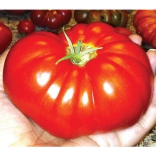 15 เมล็ด มะเขือเทศยักษ์ สายพันธุ์ญี่ปุ่น บิ๊กบีฟ big beef tomatoe